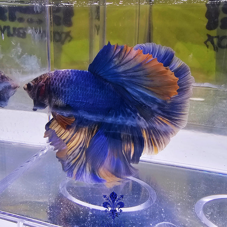 BETTA HALFMOON THAILANDIA