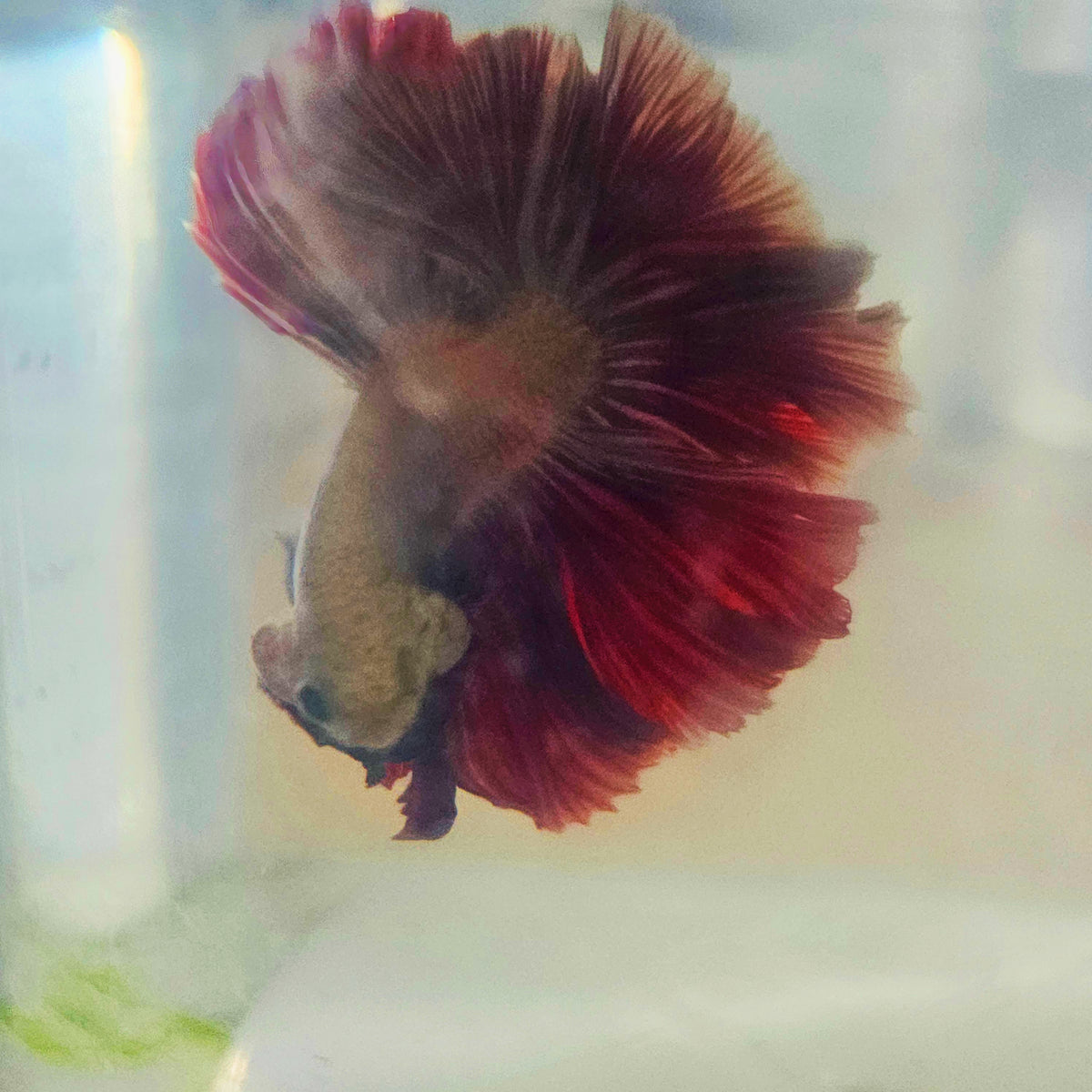 DARK COPPER COLOR SPECIAL TAIL HALFMOON BETTA 260916