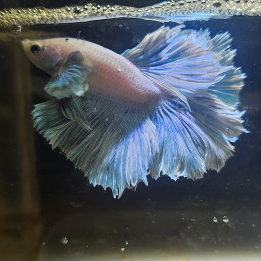 Light Color Maple Leaf Halfmoon Betta 2605A52