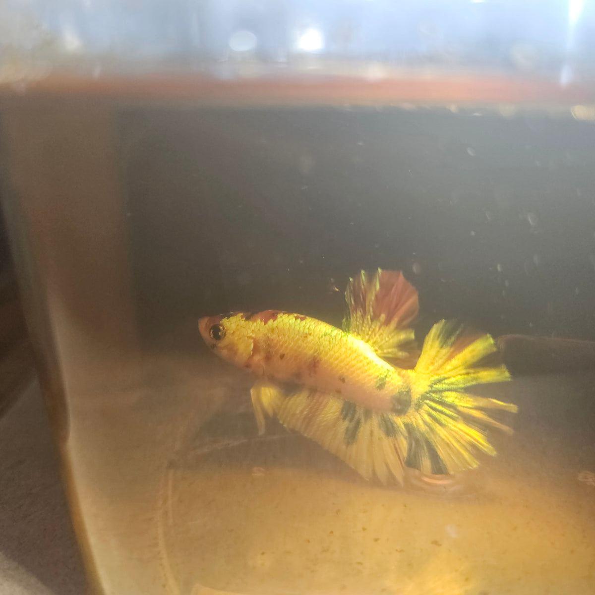 Metalic Candy Betta 260485