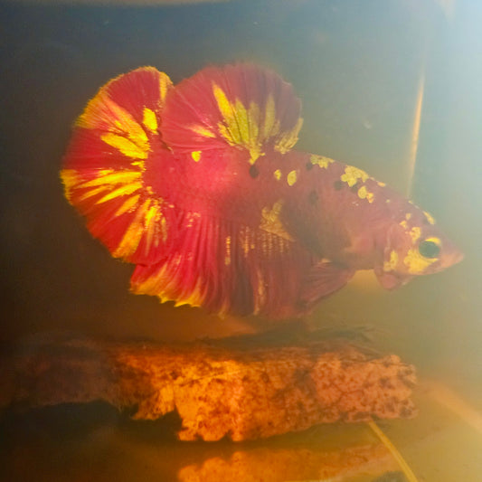 RGG BETTA 260495