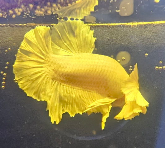 DUMBO BIANCO PURO PK 01