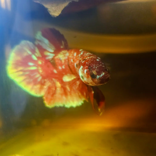 BARONGSAI BETTA 260429