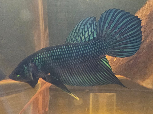 MAHACHAI WILD BETTA 02(CODA CHITARRA)