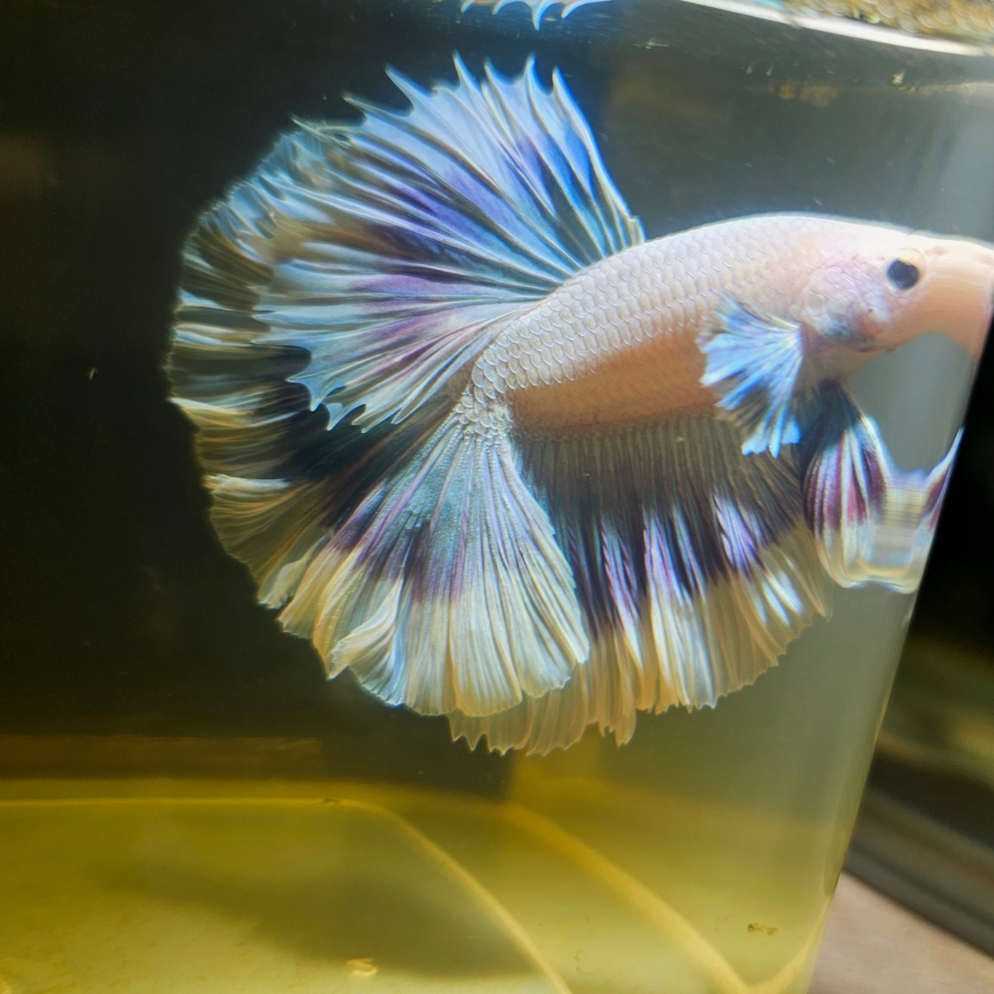 Purple White Feathertail Halfmoon Betta(OHM) 2605B41