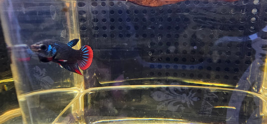 WILD BETTA IMBELLIS (S) 0623