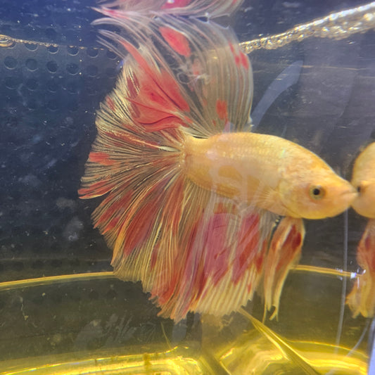 VANDA HALFMOON (OHM+) 0658