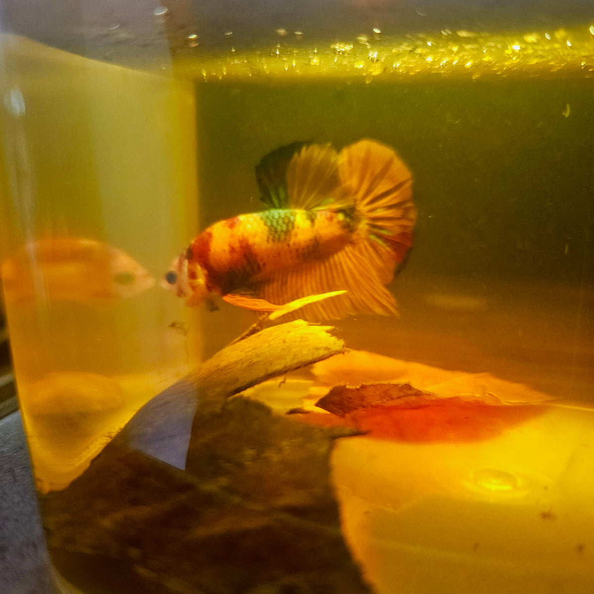 Nemo Candy Betta 260444