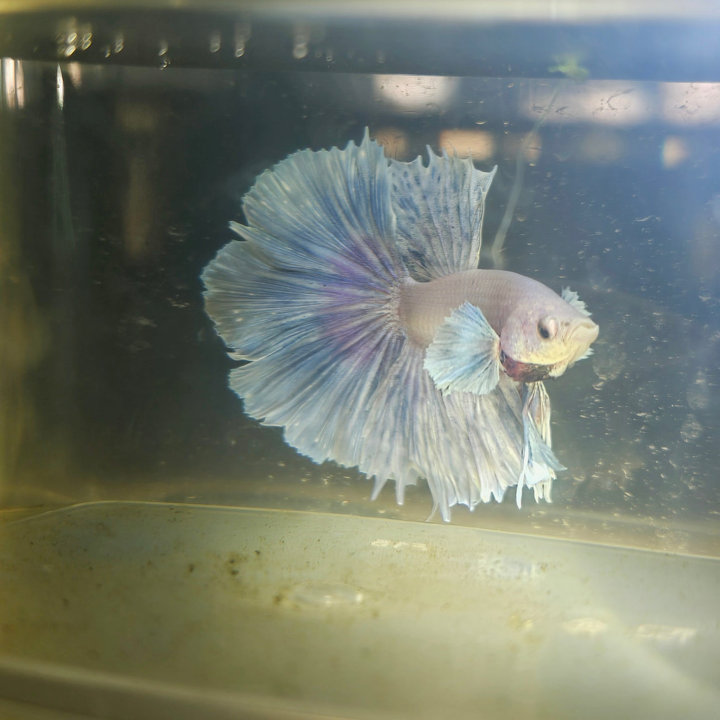 Light Color Dumbo Rosetail Halfmoon Betta 2605A10