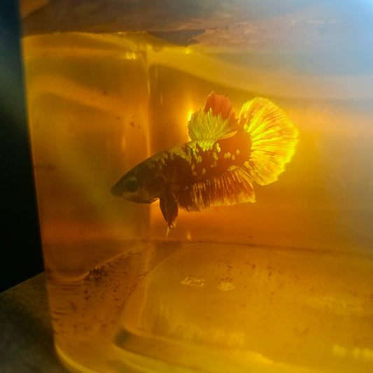 BARONGSAI BETTA 260461