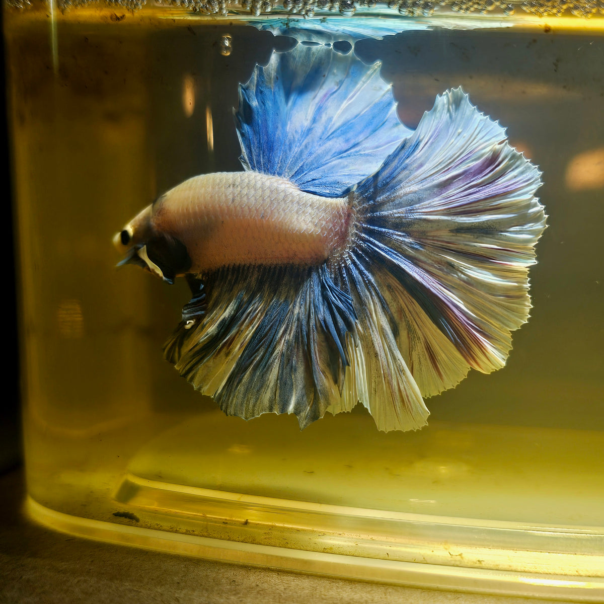 Light Color Dumbo Rosetail Halfmoon Betta 2605A13