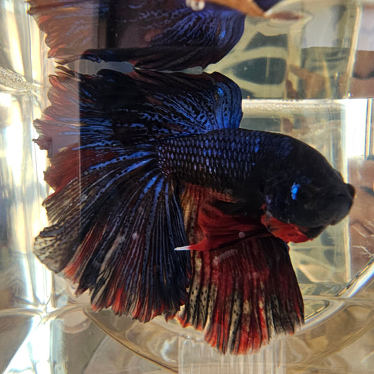 Halfmoon coda a rosa blu e rossa(L OHM)250711