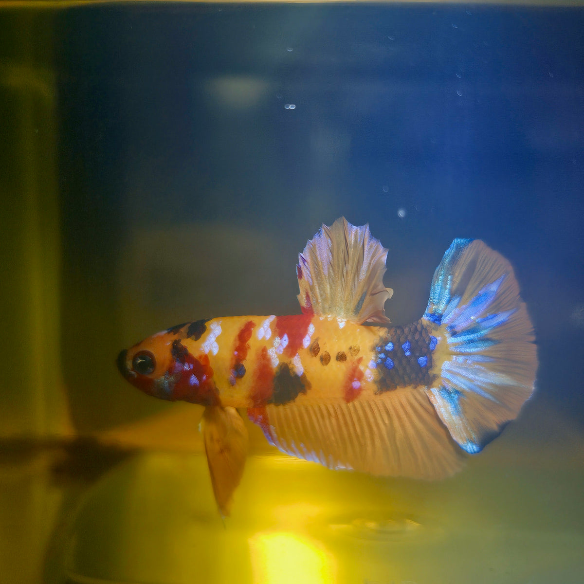 Nemo Candy Betta 260414