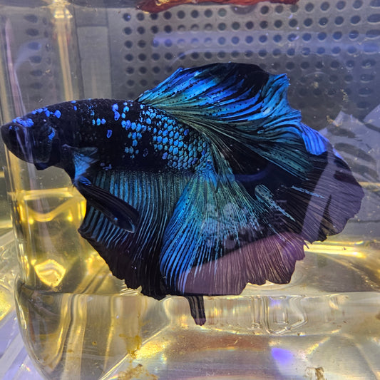 AVATAR GALAXY HALFMOON (OHM) 0652