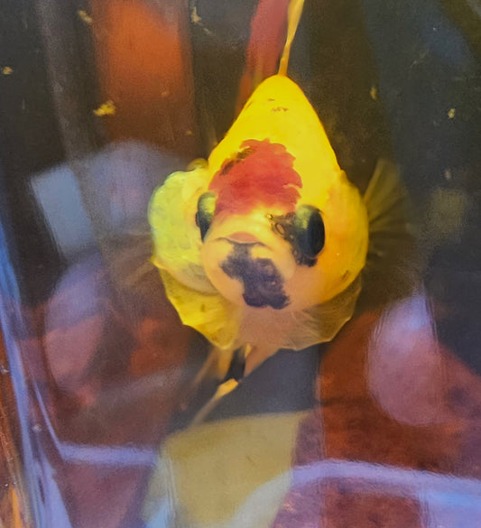 NEMO CANDY (RED HEAD) 0524