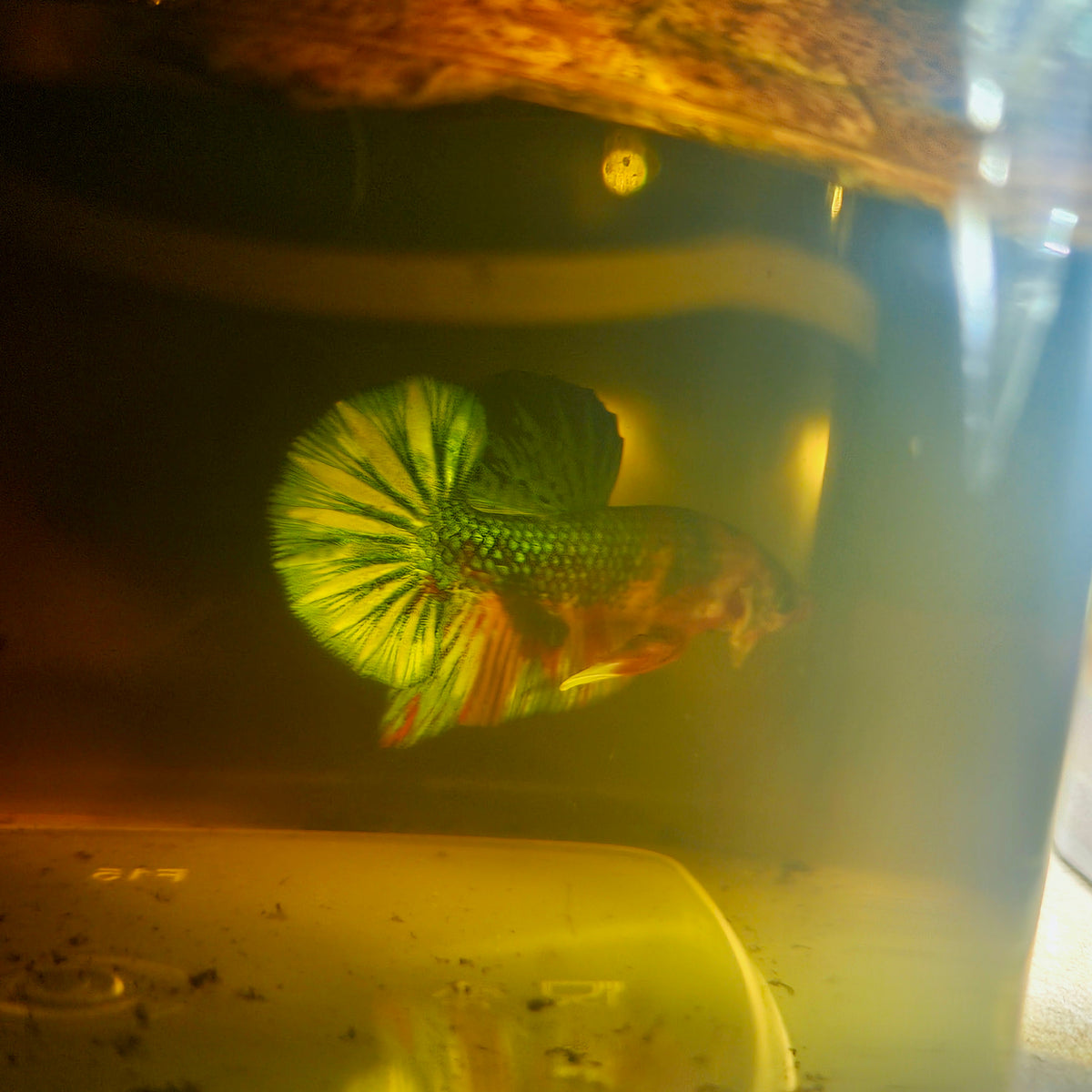 Metalic Candy Betta 260407