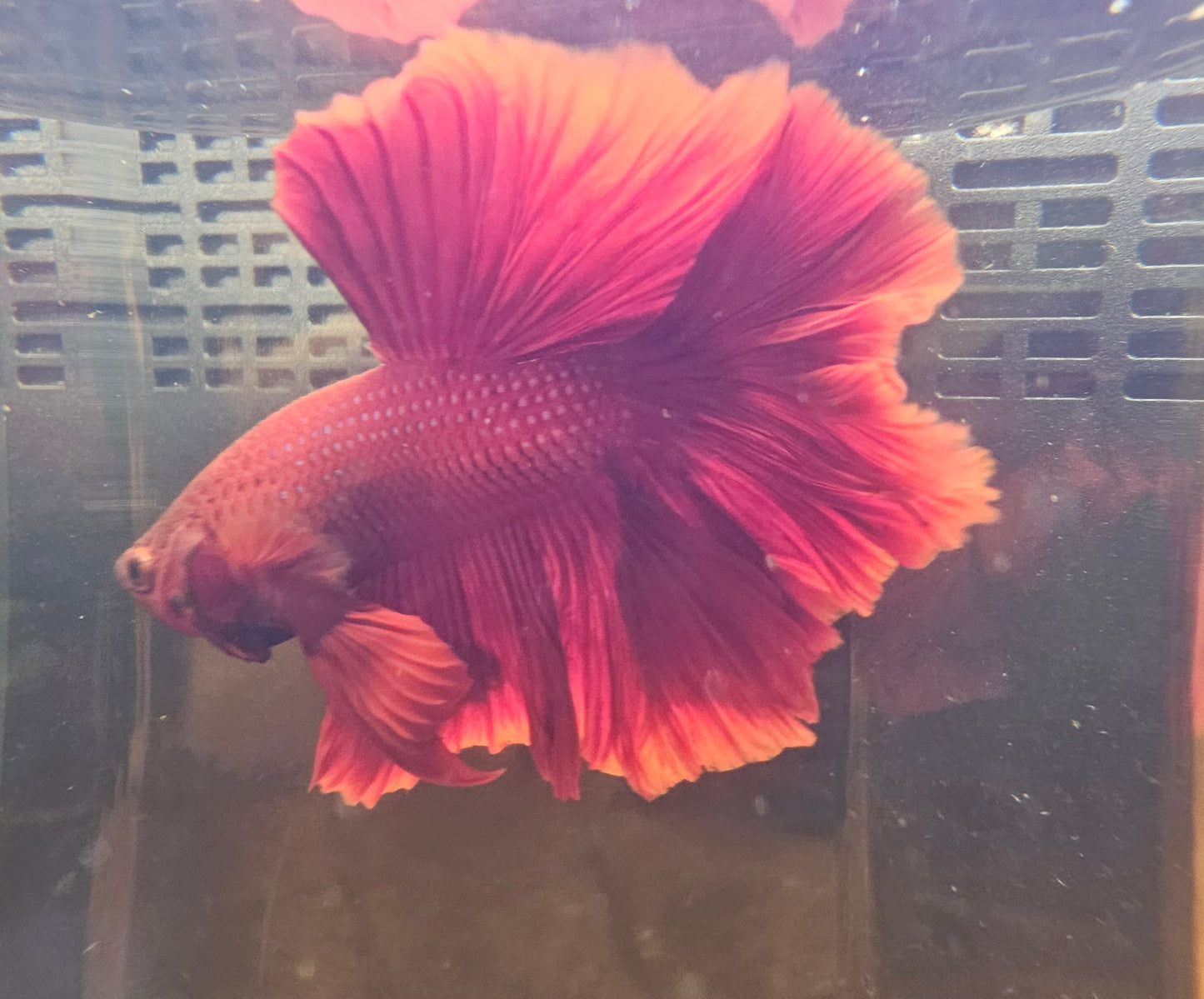 SUPER RED TAIL HALFMOON 02