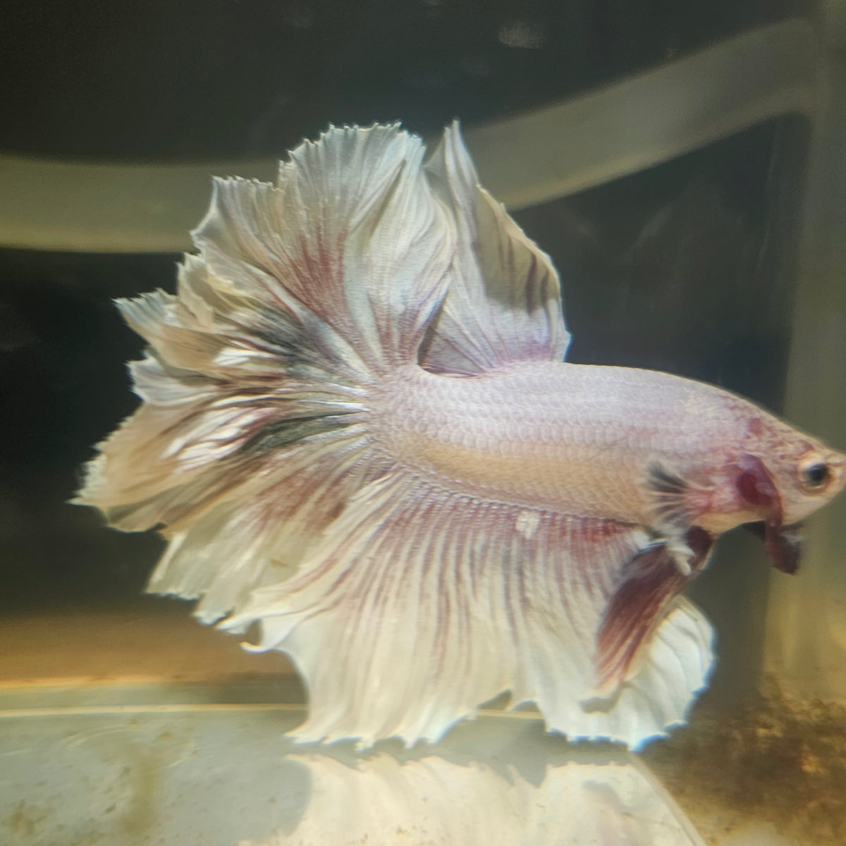 Light Color Maple Leaf Halfmoon Betta 2605B47