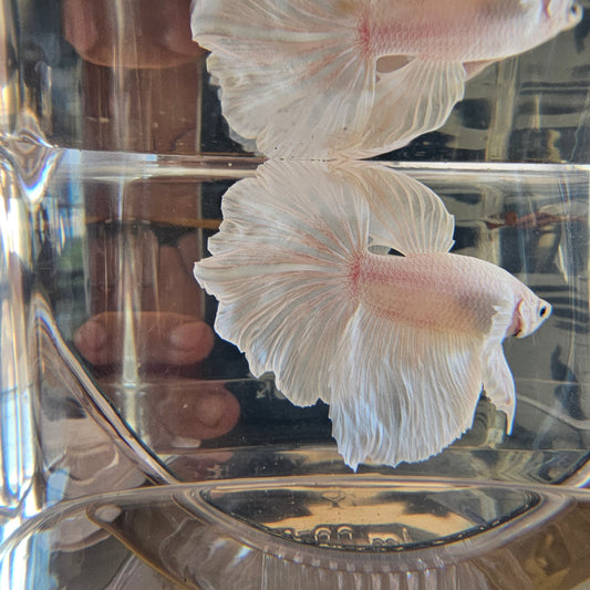 Halfmoon Apache bianco puro 250714