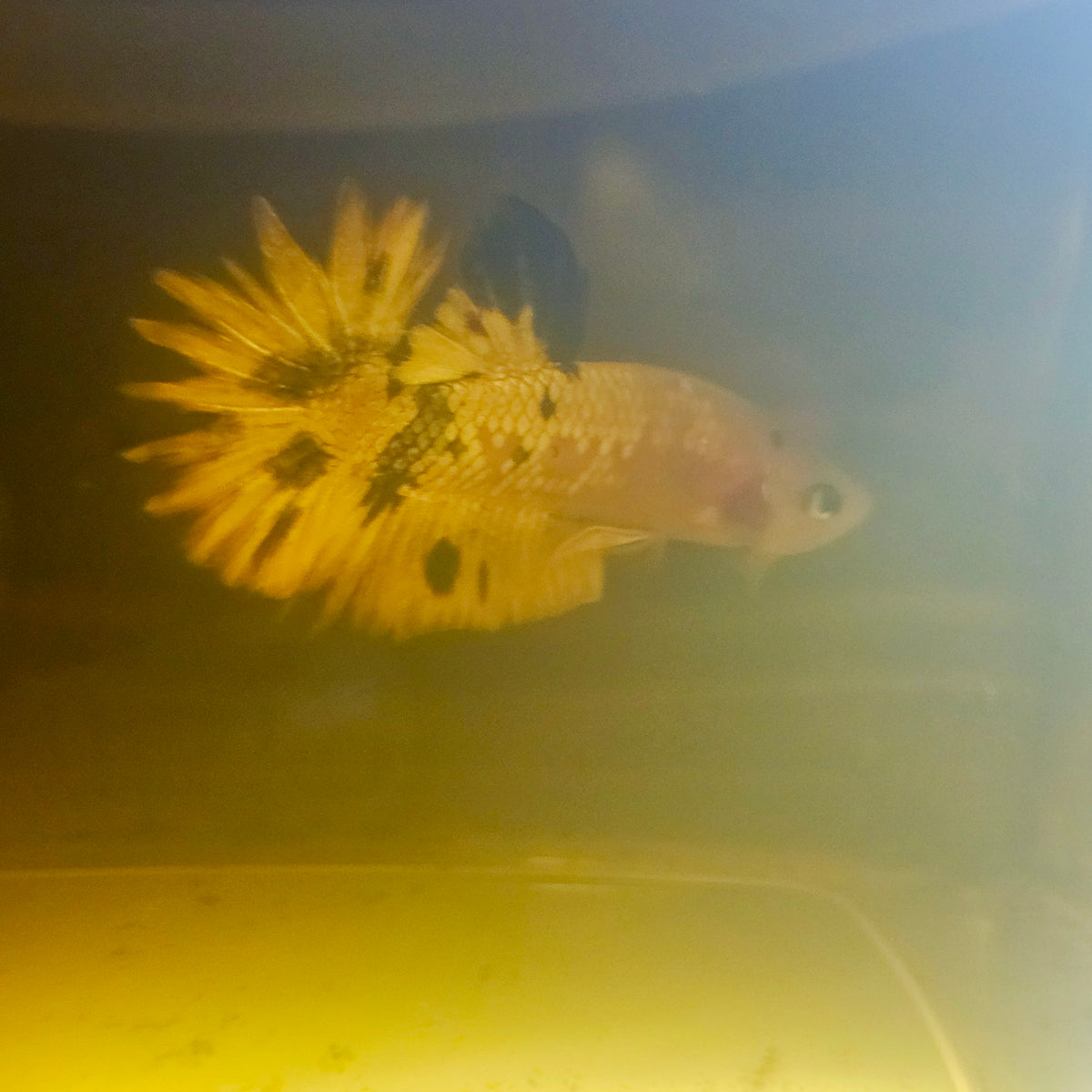 Metalic Candy Betta 260459