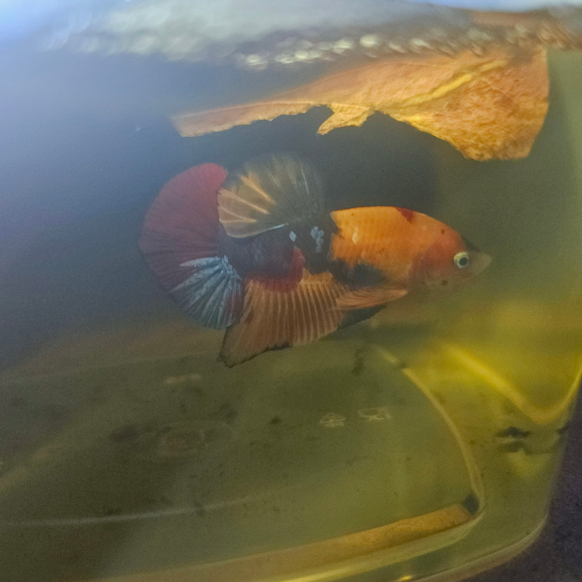 Nemo Candy Betta 260421