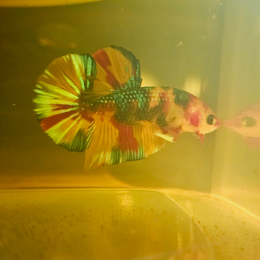 METALIC CANDY BETTA 260451
