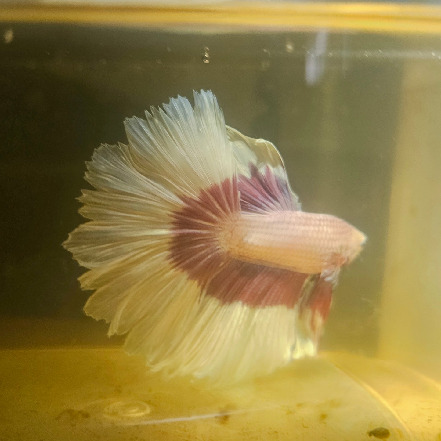 Purple White Feathertail Halfmoon Betta 2605A63