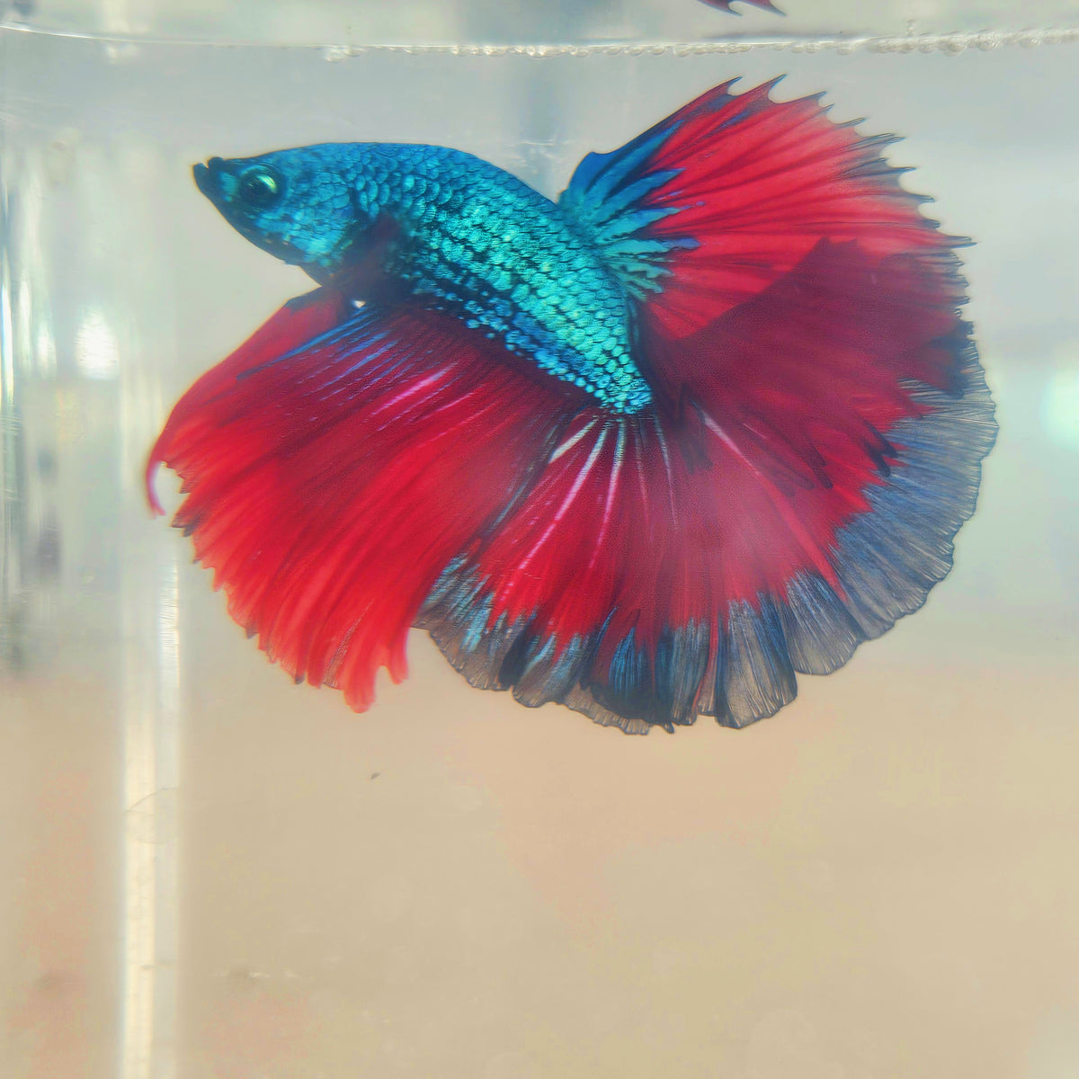 DARK COLOR SPECIAL TAIL HALFMOON BETTA 260928
