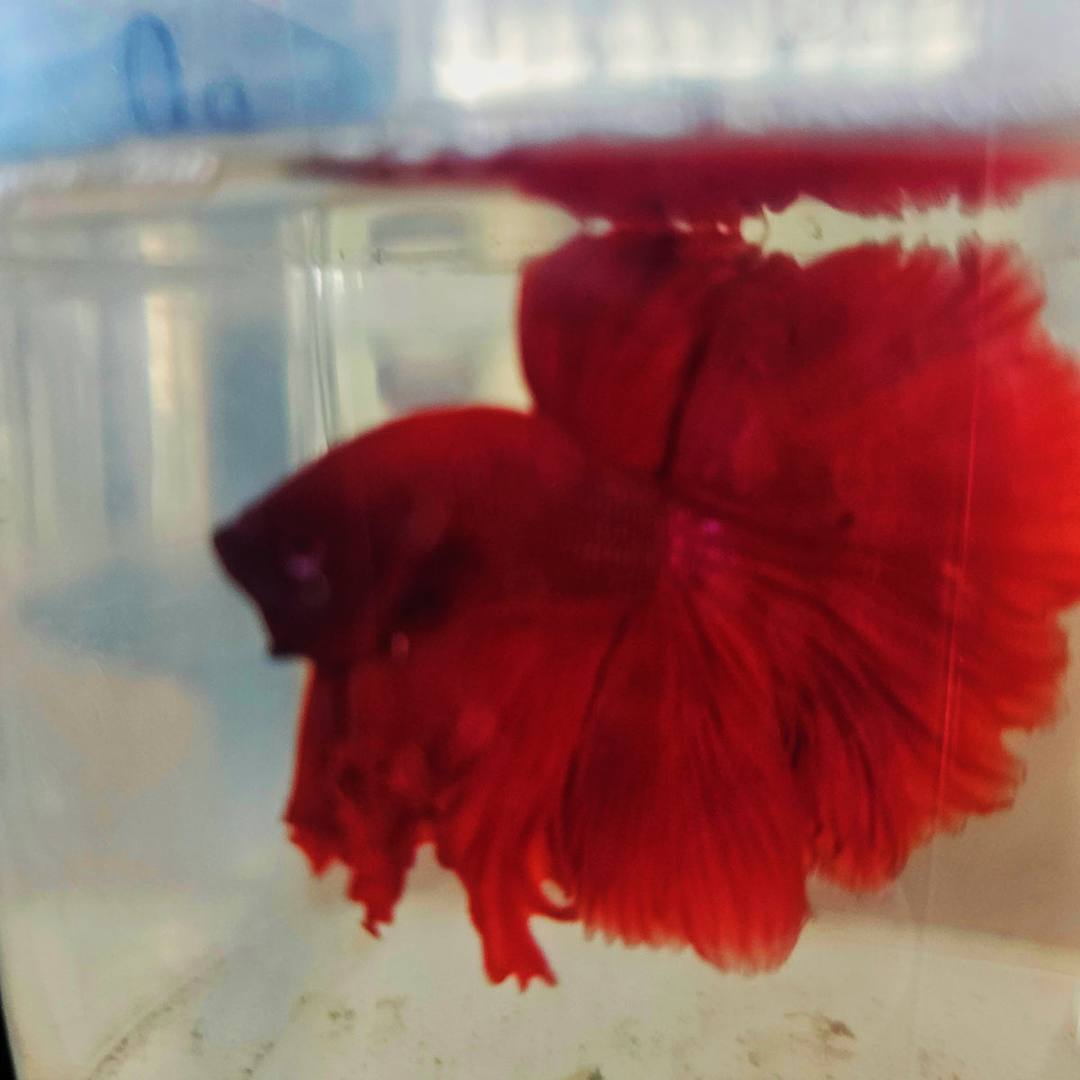SOLID COLOR SPECIAL TAIL HALFMOON BETTA 290630