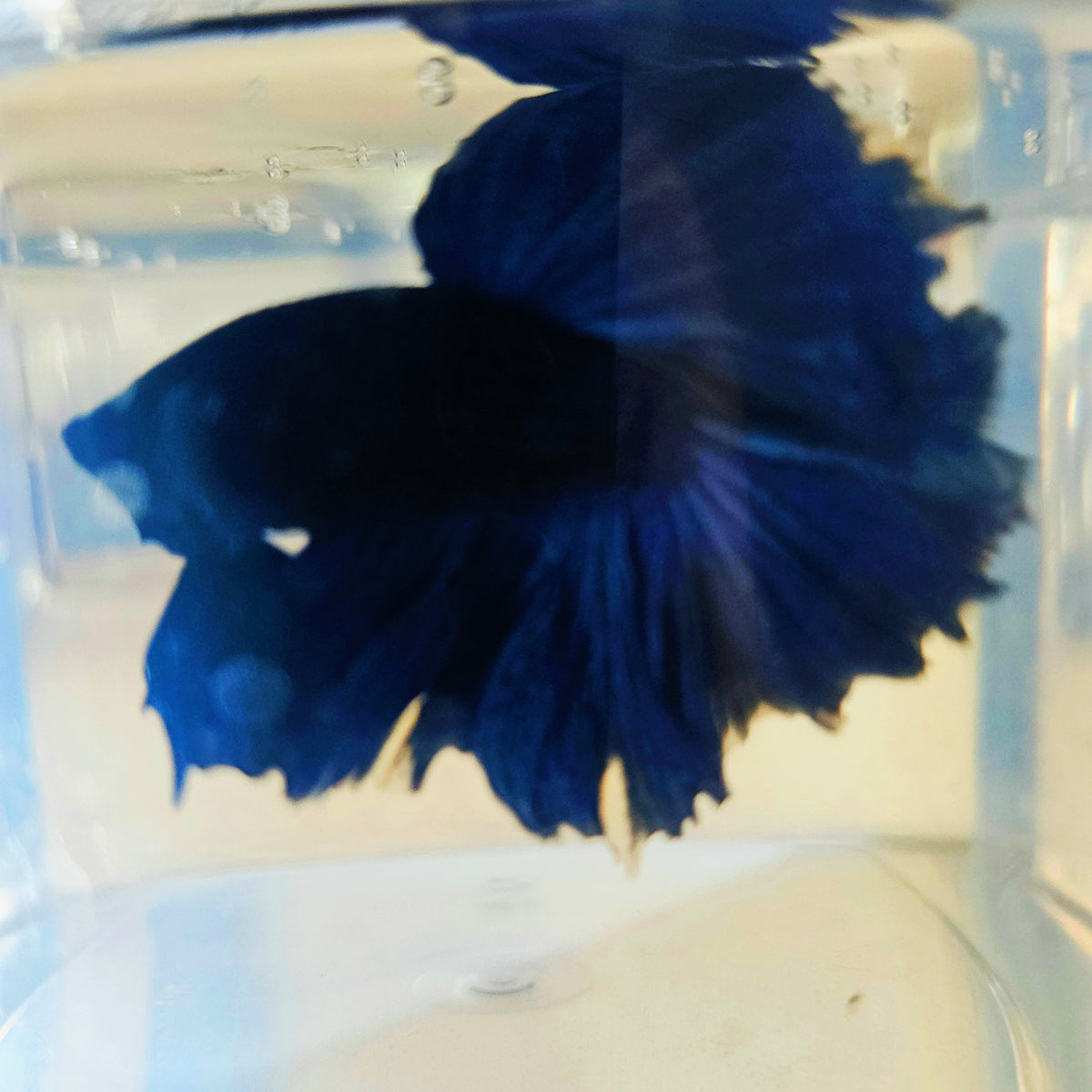 SOLID COLOR SPECIAL TAIL HALFMOON BETTA 260911