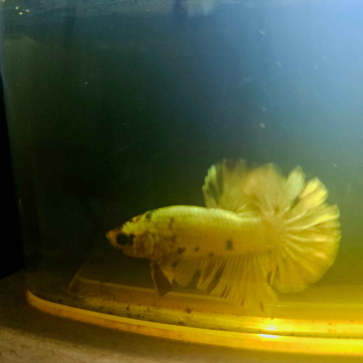 Metalic Candy Betta 260425