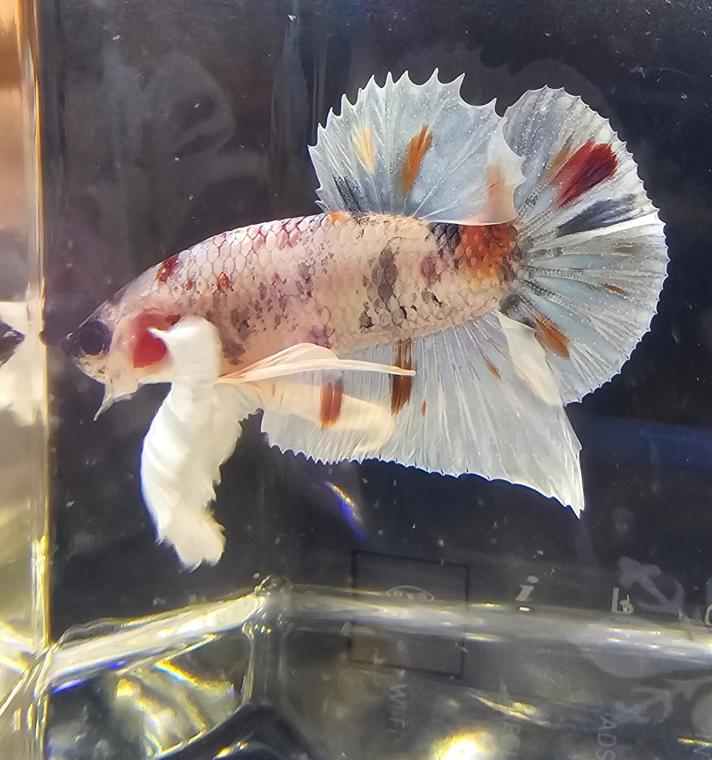 DUMBO BIANCO CANDY 04