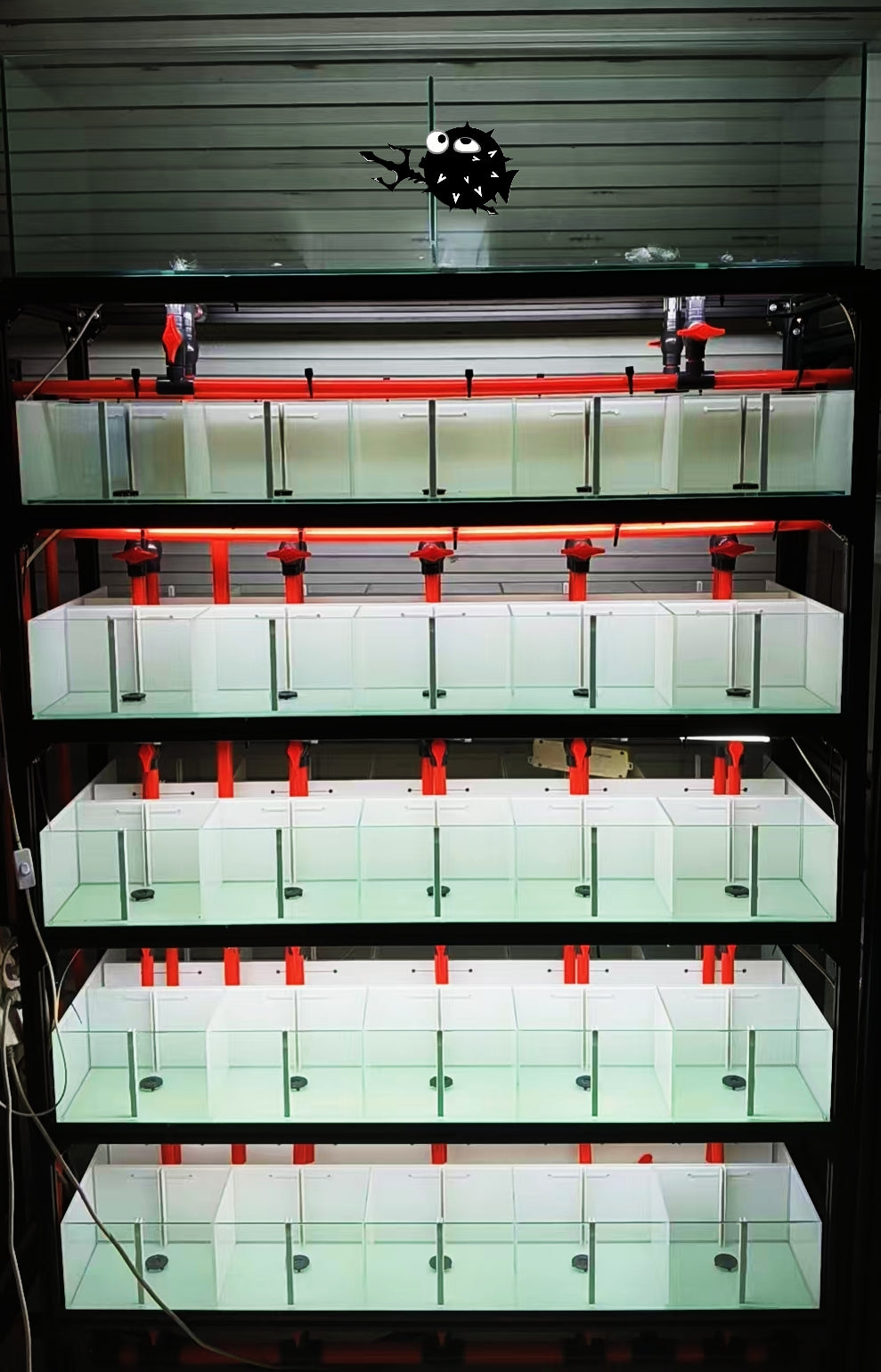 ACQUARIO A SISTEMA:PER 100 BETTA(PERSONALIZZAZIONE NECESSARIA)