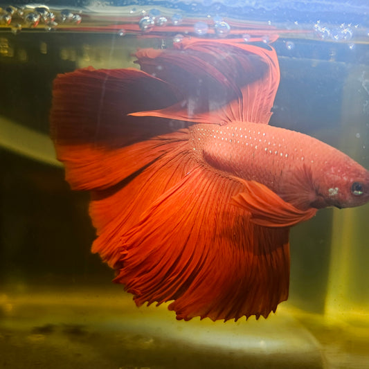 Giant Full Red Rosetail Halfmoon Betta(OHM) 2605A25