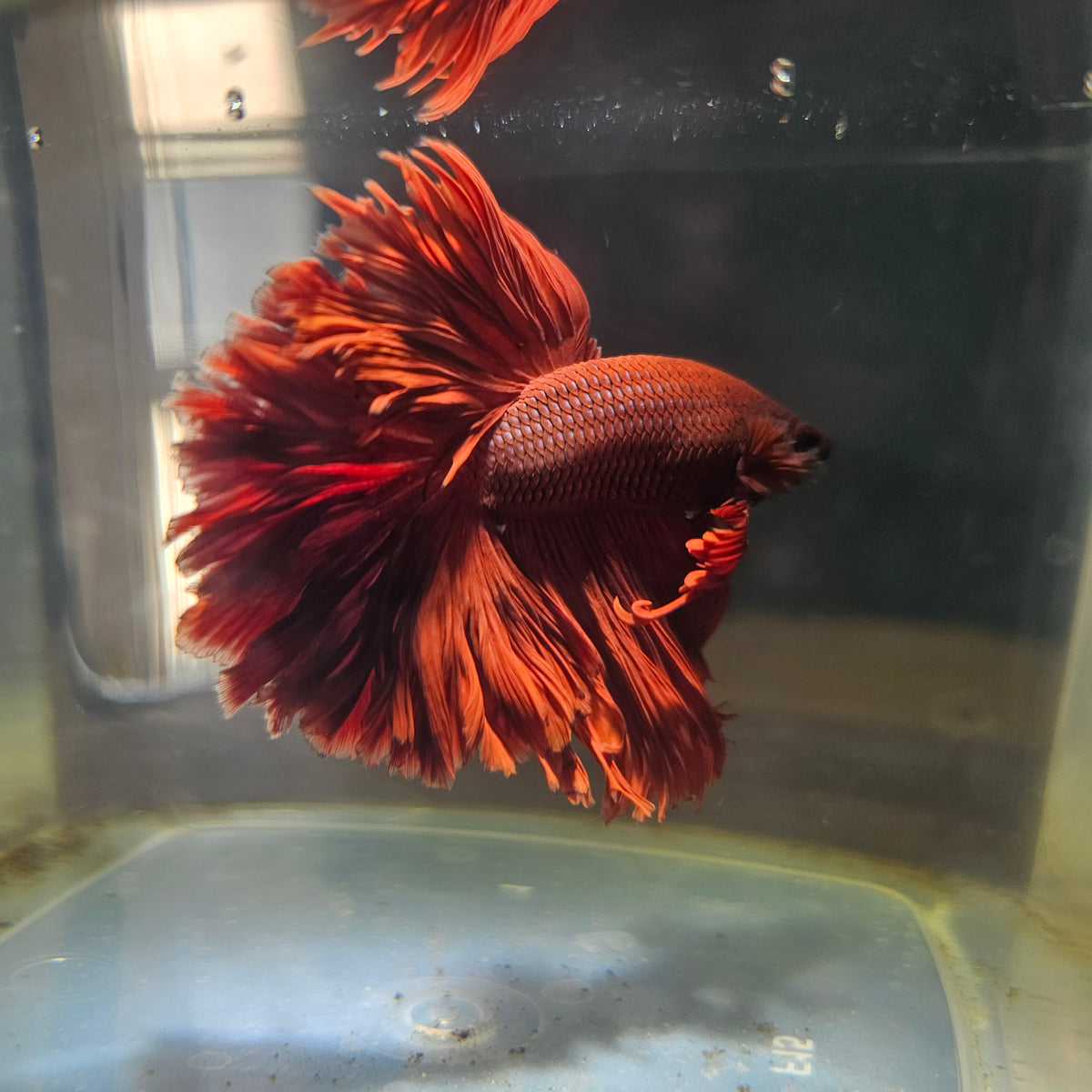 SOLID COLOR SPECIAL TAIL HALFMOON BETTA 260906