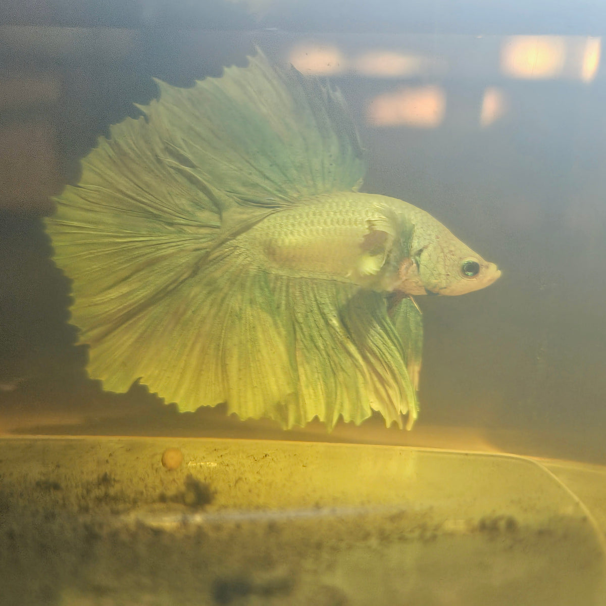 Light Color Dumbo Rosetail Halfmoon Betta (OHM) 2605A08