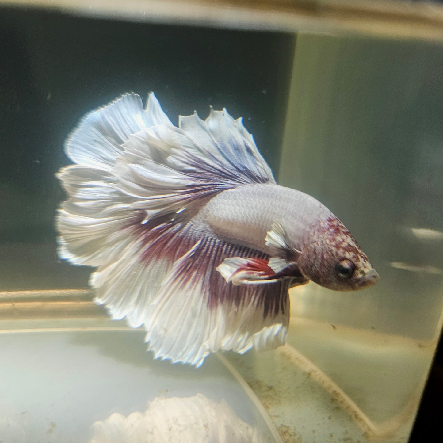 Purple White Rosetail Halfmoon Betta 2605B42