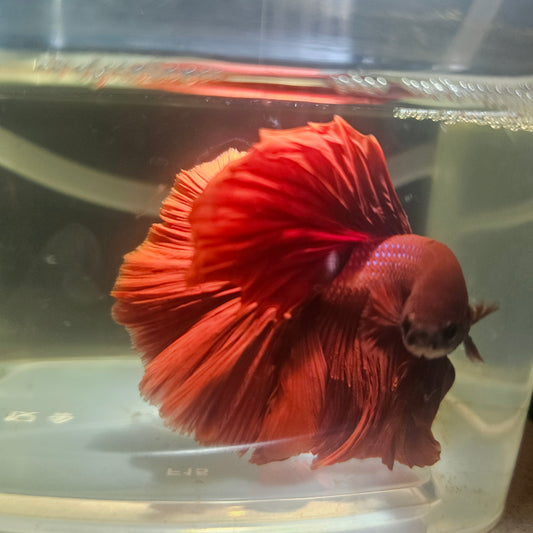 Giant Full Red Rosetail Halfmoon Betta(OHM) 2605A27