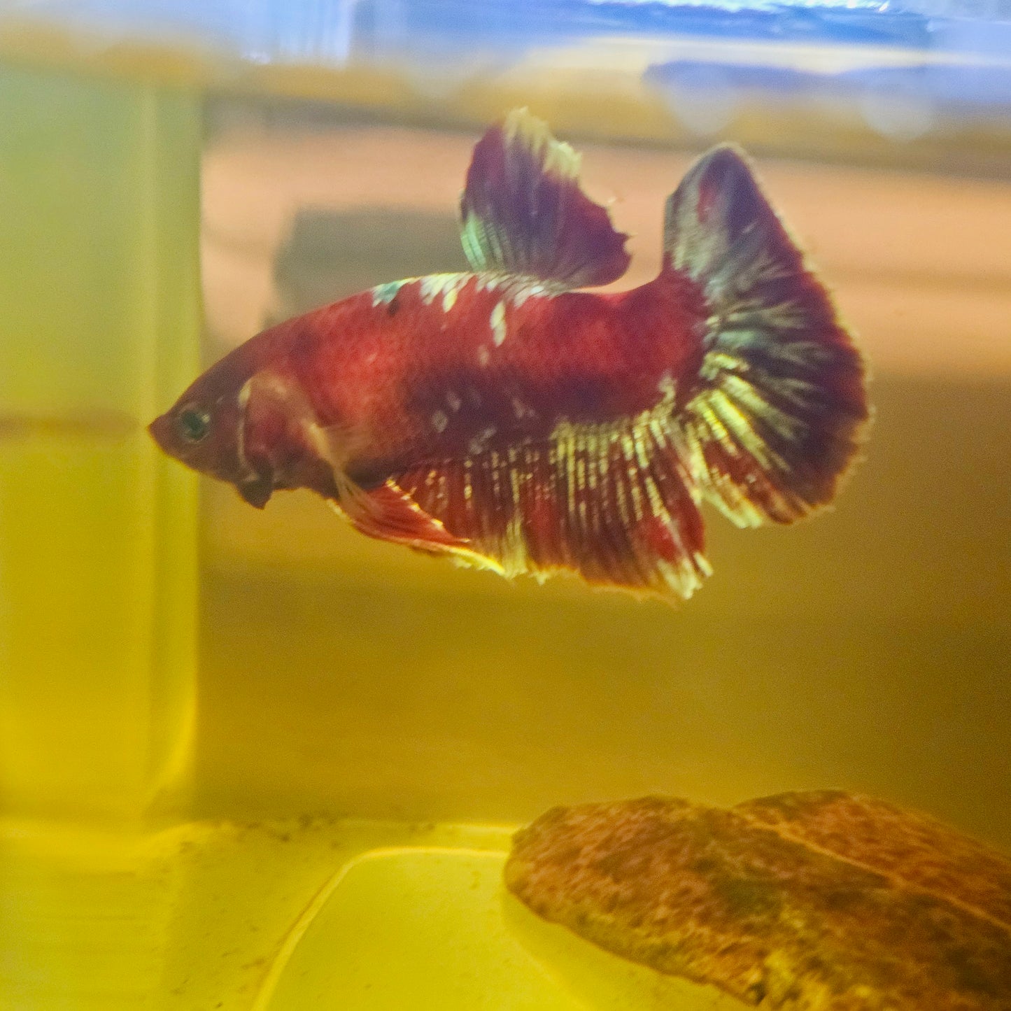 BARONGSAI BETTA 260466