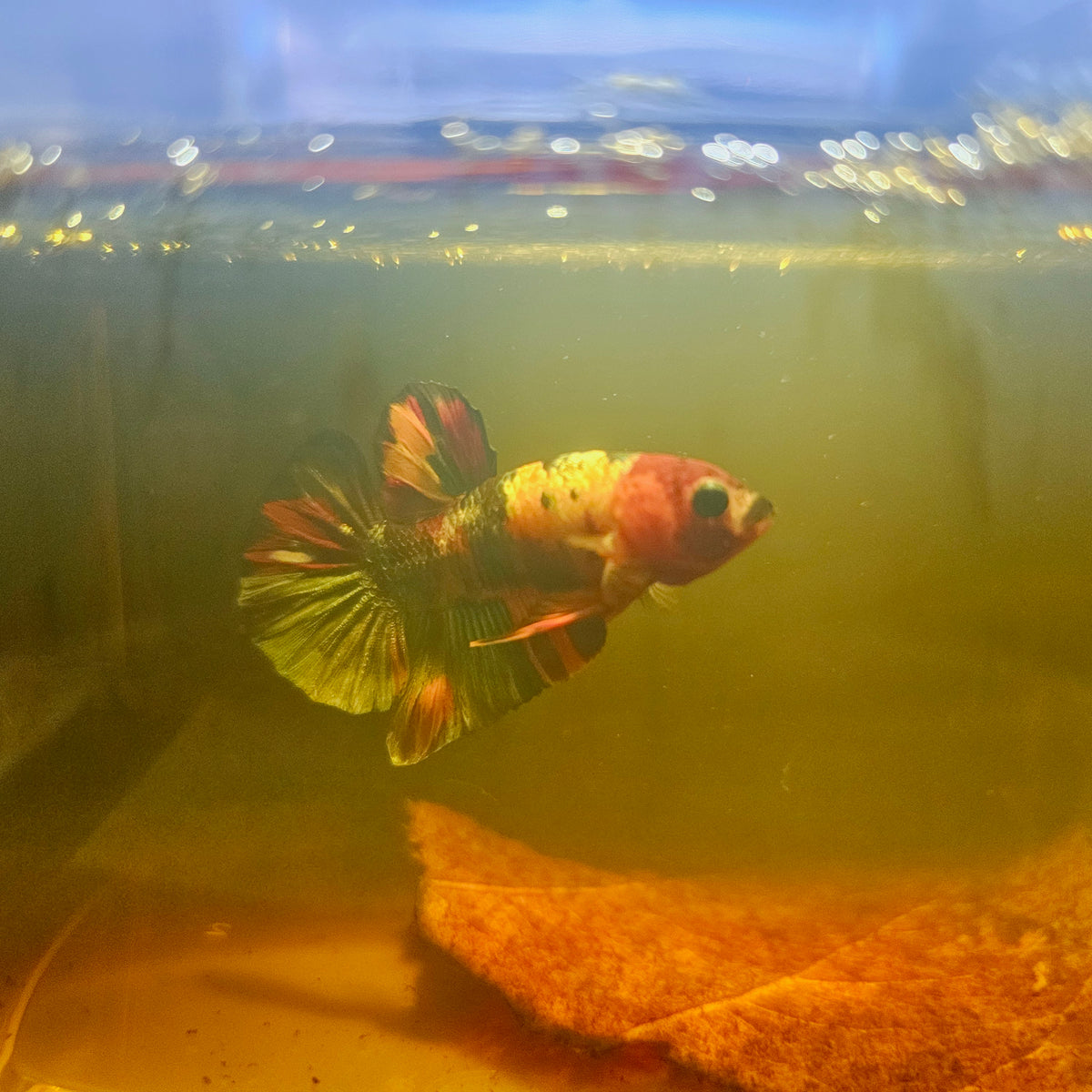 Nemo Candy Betta 260487