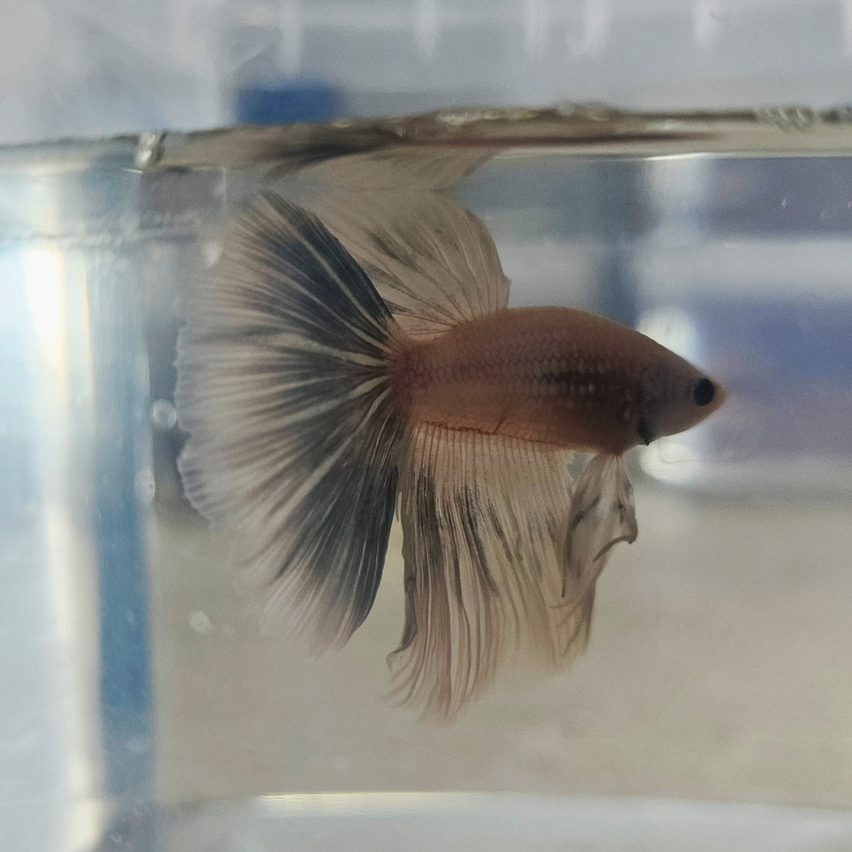LIGHT COLOR HALFMOON BETTA 260922