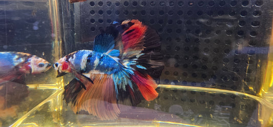 CANDY MARMORIZATTO HALFMOON (OHM) O6O8