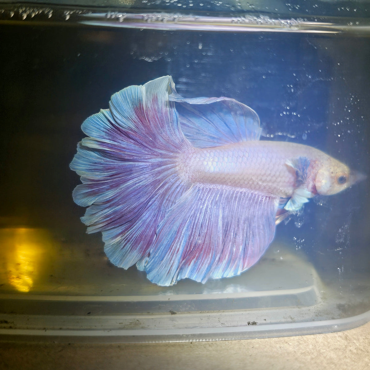 Light Color Dumbo Rosetail Halfmoon Betta 2605A12