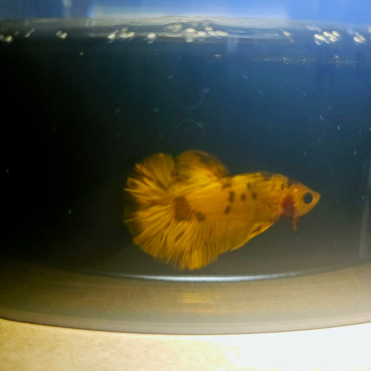 Metalic Candy Betta 260446