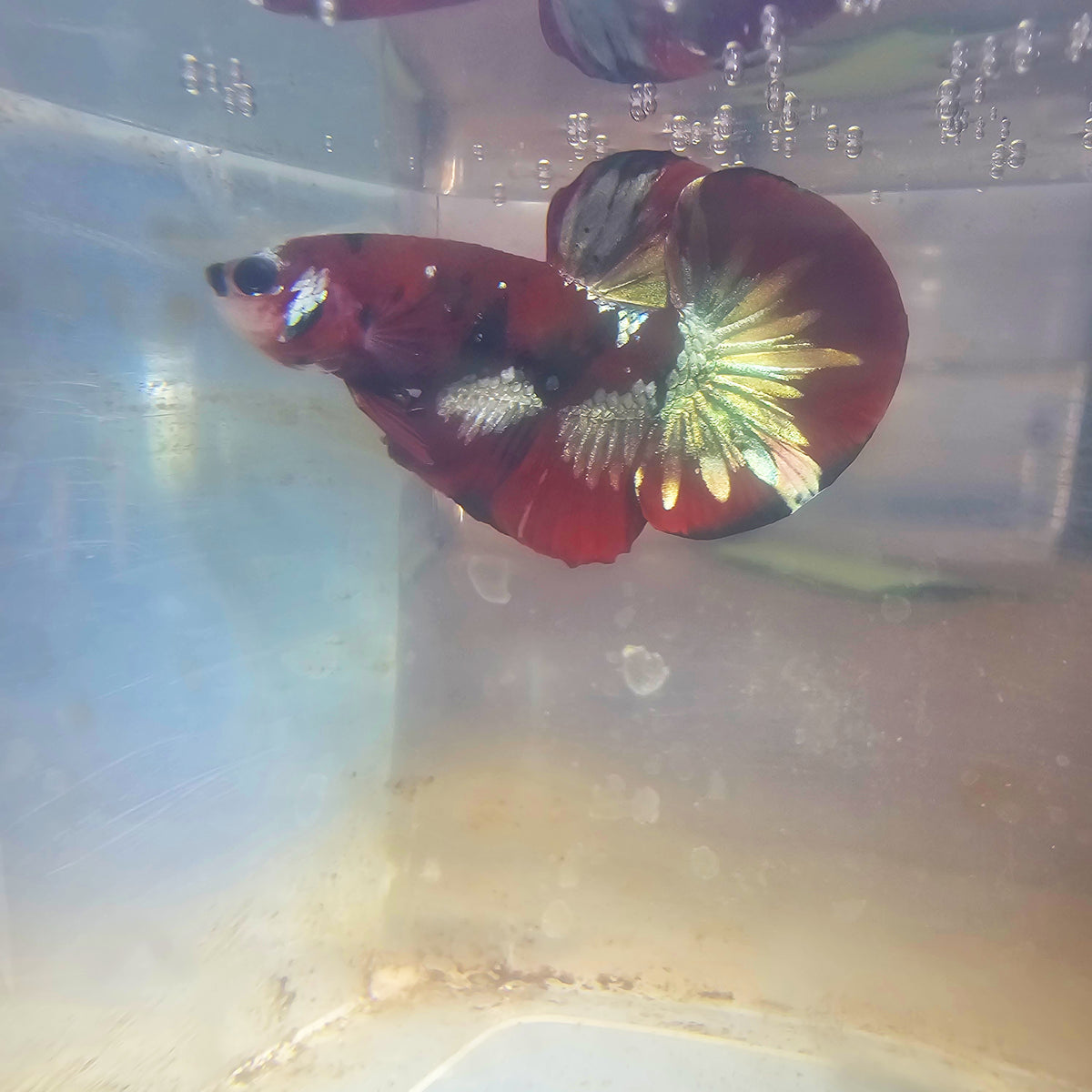 RED COPPER PK BETTA MALE 260903