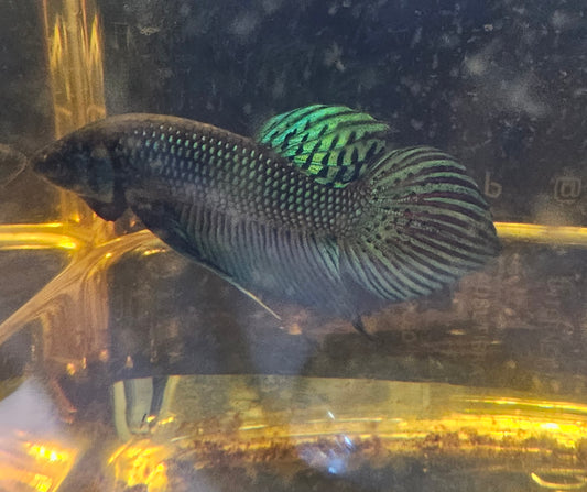 MAHACHAI WILD BETTA 05(CODA CHITARRA)