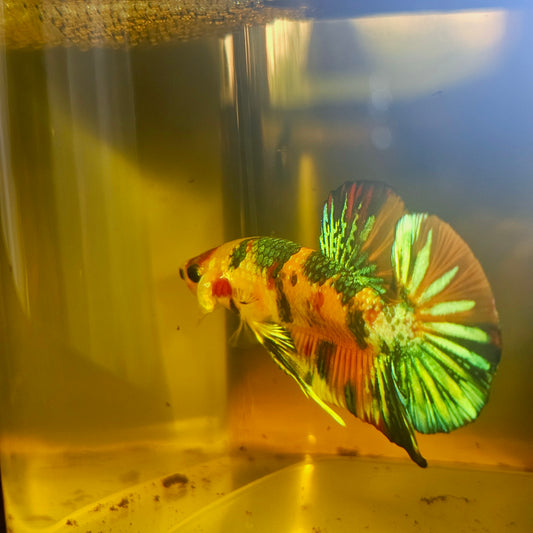 METALIC CANDY BETTA 260432