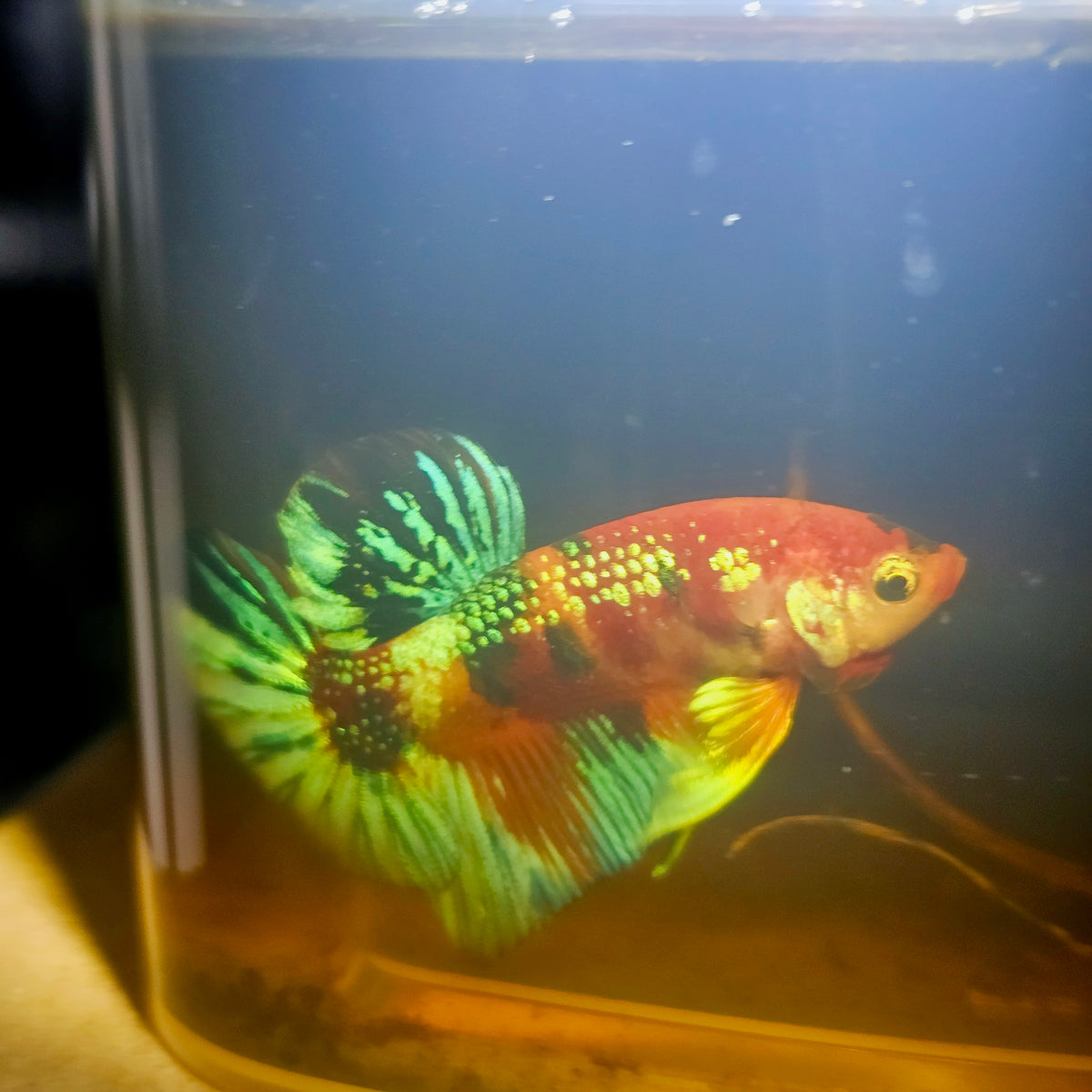 Metalic Candy Betta 260454