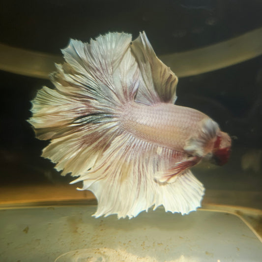 Light Color Maple Leaf Halfmoon Betta 2605B47