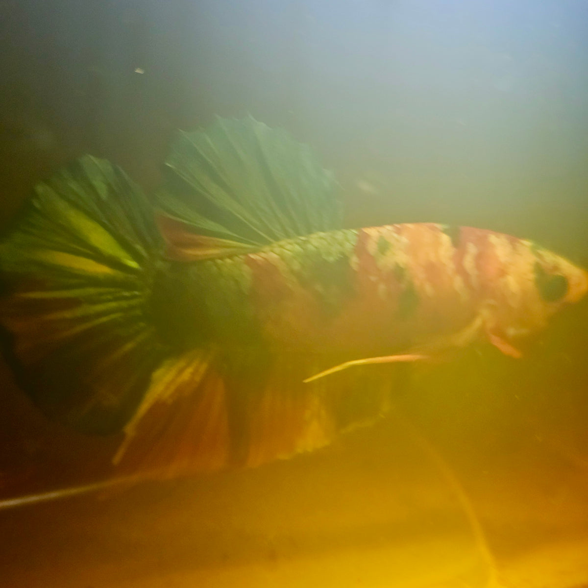 Nemo Galaxy Candy Betta 260467